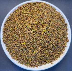 ناوکی قەزوان