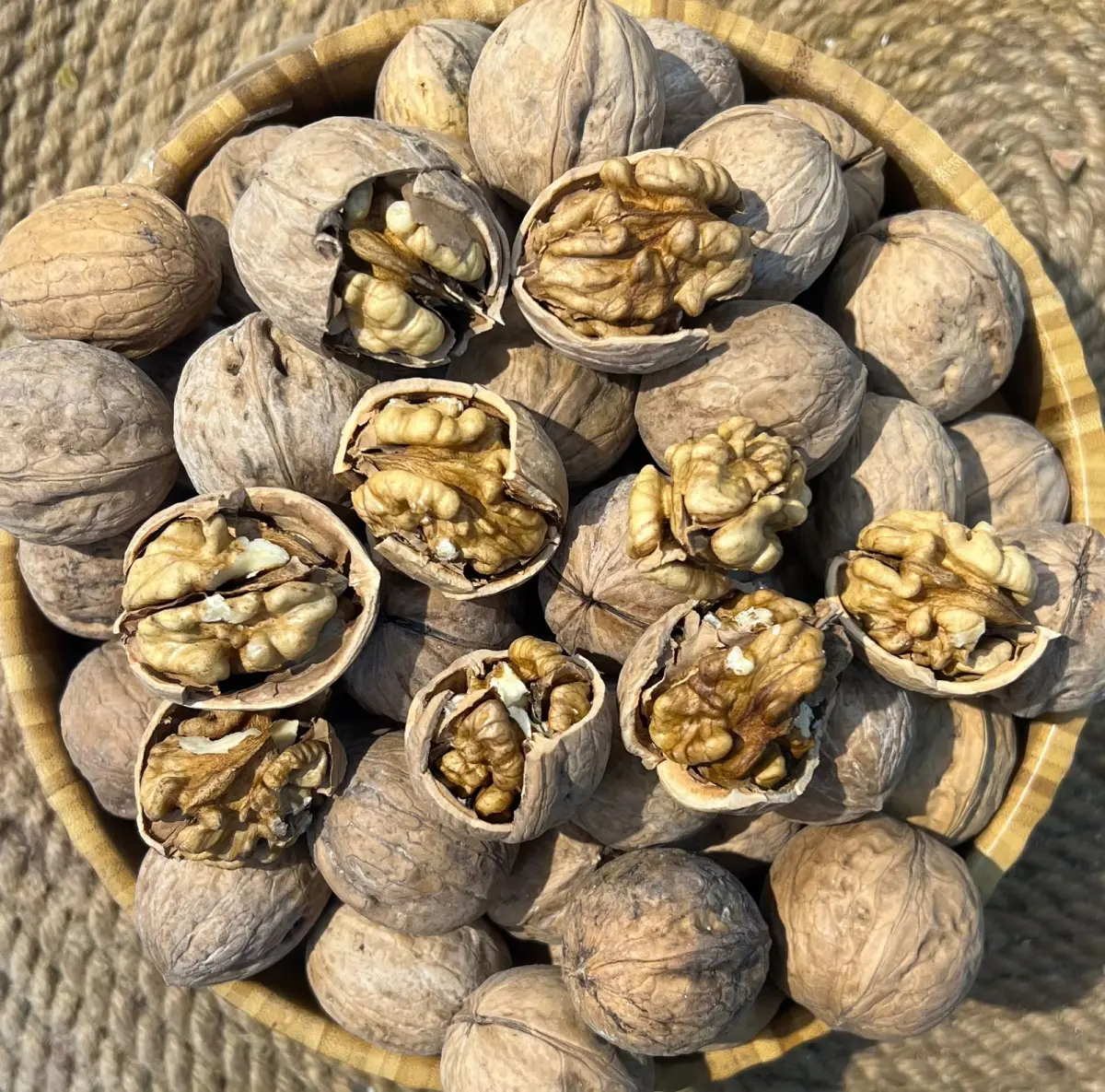 گويزی صینی قیاس +٣٤